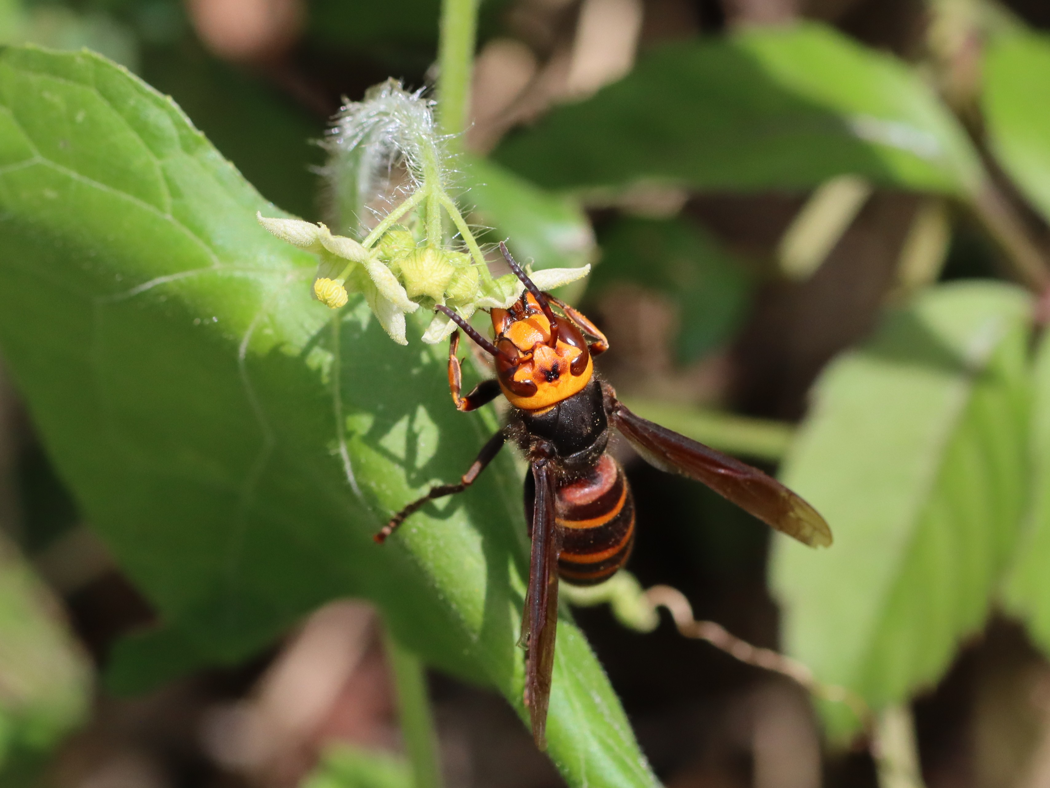 コガタスズメバチ２